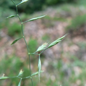 Festuca heterophylla Lam. (Fétuque à feuilles de deux sortes)