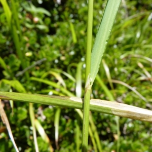 Calamagrostis arundinacea var. subalpina (Schur) Serb. & Beldie (Calamagrostide à feuilles de roseau)