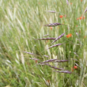 Photographie n°23864 du taxon Bromus arvensis L. [1753]