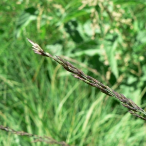  - Molinia caerulea subsp. caerulea