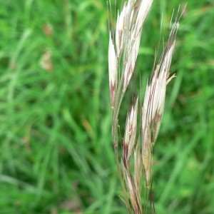 Avenastrum pratense var. hirtifolium Podp. (Avoine des prés)