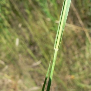 Photographie n°23876 du taxon Setaria parviflora (Poir.) Kerguélen [1987]