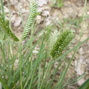 Eleusine indica subsp. barcinonensis (Costa ex Willk.) K.Richt. (Éleusine à deux épis)