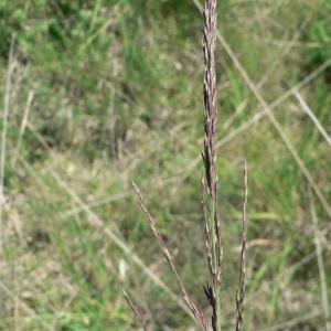 Photographie n°23878 du taxon Molinia caerulea subsp. arundinacea (Schrank) K.Richt. [1890]