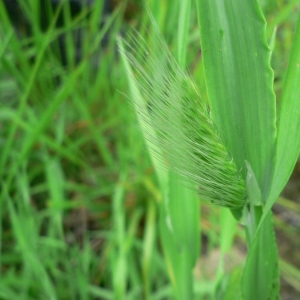 Photographie n°23893 du taxon Cynosurus echinatus L. [1753]