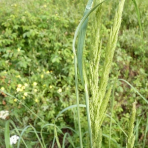 Photographie n°23894 du taxon Calamagrostis epigejos (L.) Roth [1788]