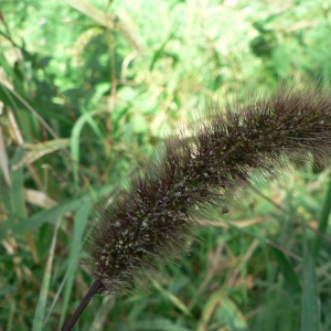 Photographie n°23903 du taxon Setaria viridis subsp. pycnocoma (Steud.) Tzvelev [1969]