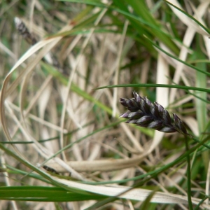 Sesleria disticha sensu auct.Pyr. (Oréochloa élégant)