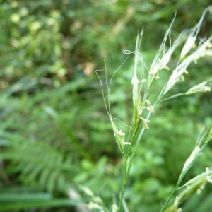 Photographie n°23905 du taxon Festuca gigantea (L.) Vill. [1787]