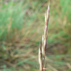 Festuca trachyphylla sensu A.Huon (Fétuque de Léman)