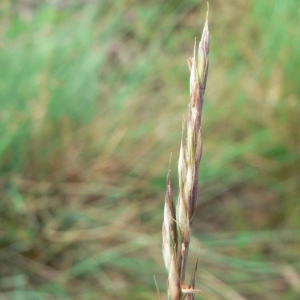 Festuca pictaviensis Gand. (Fétuque de Léman)