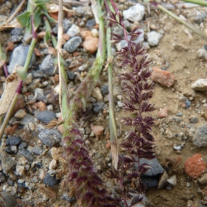 Photographie n°23908 du taxon Tragus racemosus (L.) All.