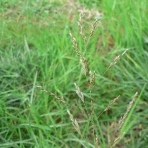 Photographie n°23910 du taxon Poa pratensis L. [1753]