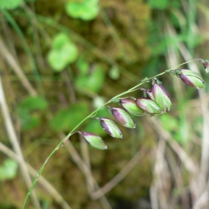 Photographie n°23911 du taxon Melica nutans L. [1753]