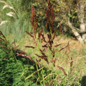 Photographie n°23913 du taxon Sorghum halepense (L.) Pers. [1805]