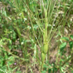 Photographie n°23917 du taxon Aegilops triuncialis L. [1753]