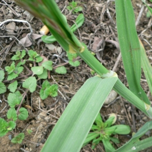 Photographie n°23920 du taxon Bromus catharticus Vahl [1791]