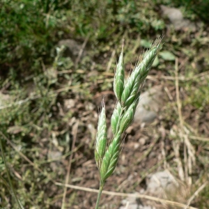 Photographie n°23921 du taxon Bromus hordeaceus L. [1753]