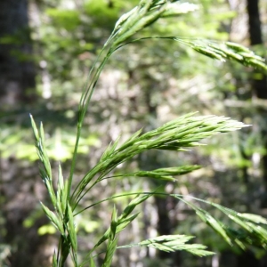 Photographie n°23926 du taxon Festuca altissima All. [1789]