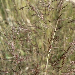 Photographie n°23927 du taxon Apera spica-venti (L.) P.Beauv. [1812]
