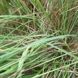 Photographie n°23928 du taxon Festuca marginata (Hack.) K.Richt. [1890]