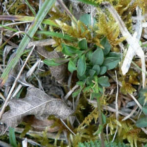 Photographie n°23936 du taxon Polygala calcarea F.W.Schultz [1837]