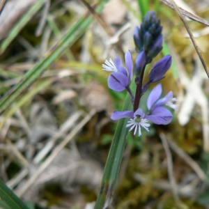 Photographie n°23939 du taxon Polygala calcarea F.W.Schultz [1837]