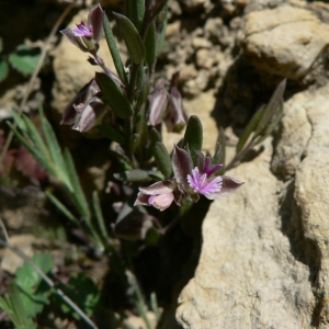 Photographie n°23940 du taxon Polygala rupestris Pourr. [1788]