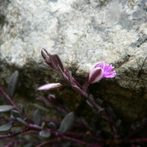 Photographie n°23943 du taxon Polygala rupestris Pourr. [1788]