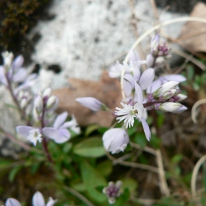 Photographie n°23945 du taxon Polygala calcarea F.W.Schultz [1837]