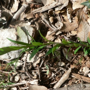 Photographie n°23946 du taxon Polygala vulgaris L. [1753]