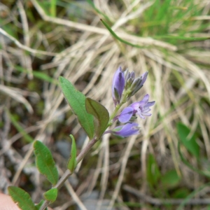 Polygala serpyllifolia Hosé (Polygala à feuilles de serpolet)