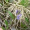  Mathieu MENAND - Polygala serpyllifolia Hosé [1797]