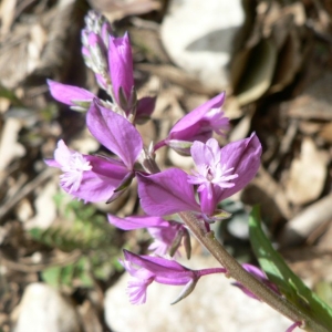 Photographie n°23949 du taxon Polygala vulgaris L. [1753]