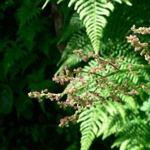 Acetosa pratensis subsp. arifolia (All.) Á.Löve (Rumex à feuilles d'arum)