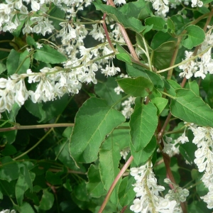 Photographie n°23954 du taxon Fallopia aubertii (L.Henry) Holub [1971]