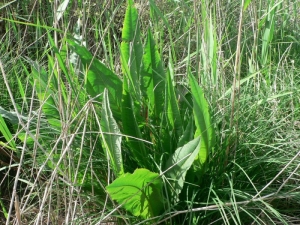 Mathieu MENAND, le 15 mai 2006 (Olonne-sur-Mer)