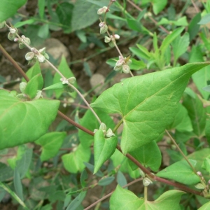 Photographie n°23956 du taxon Fallopia convolvulus (L.) Á.Löve [1970]