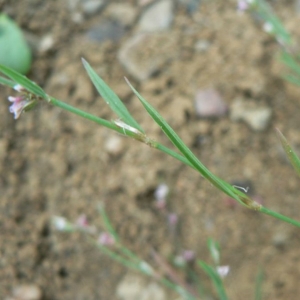  - Polygonum aviculare subsp. rurivagum (Jord. ex Boreau) Berher [1887]