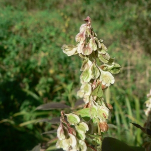 Photographie n°23965 du taxon Fallopia dumetorum (L.) Holub [1971]