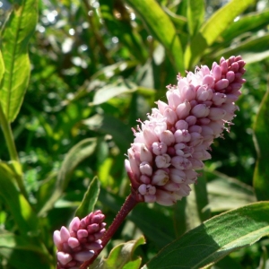 Polygonum platyphyllum Gand. (Persicaire amphibie)