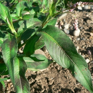 Photographie n°23973 du taxon Polygonum persicaria L. [1753]