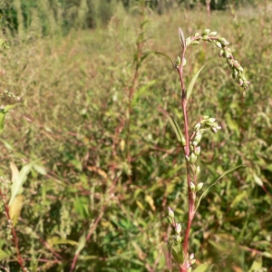 Photographie n°23977 du taxon Polygonum hydropiper L. [1753]