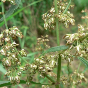 Photographie n°23981 du taxon Rumex hydrolapathum Huds. [1778]