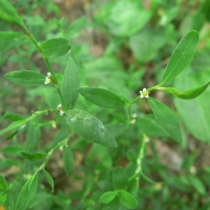 Photographie n°23983 du taxon Polygonum aviculare subsp. aviculare