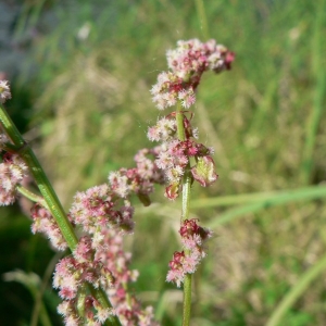 Photographie n°23984 du taxon Rumex acetosa L. [1753]