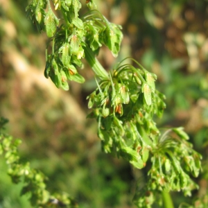 Photographie n°23988 du taxon Rumex obtusifolius L. [1753]