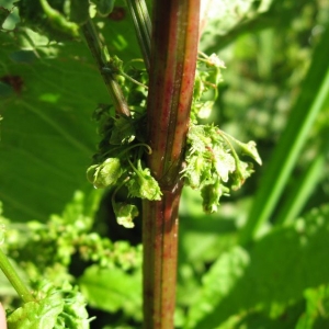 Photographie n°23990 du taxon Rumex obtusifolius L. [1753]