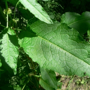 Photographie n°23993 du taxon Rumex sanguineus L. [1753]