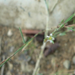  - Polygonum aviculare subsp. rurivagum (Jord. ex Boreau) Berher [1887]